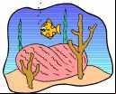Is this coral or isn't it?
